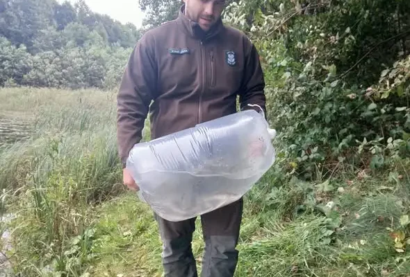 Sandacz zasilił jeziora Czerwonka Mała i Czerwonka Duża