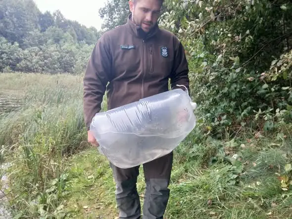 Sandacz zasilił jeziora Czerwonka Mała i Czerwonka Duża