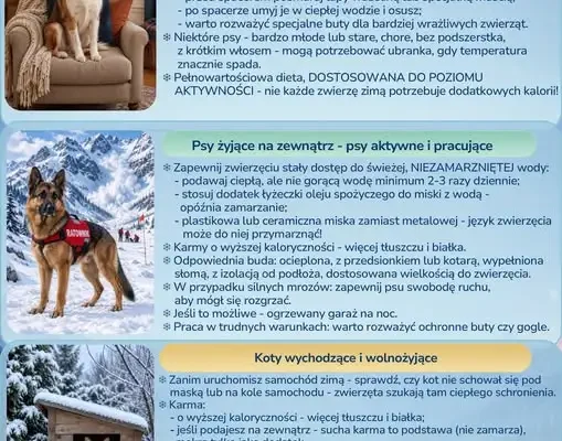 Zima tuż za rogiem – jak mądrze pomóc psom i kotom?