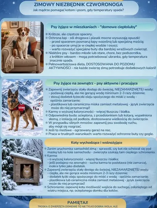 Zima tuż za rogiem – jak mądrze pomóc psom i kotom?