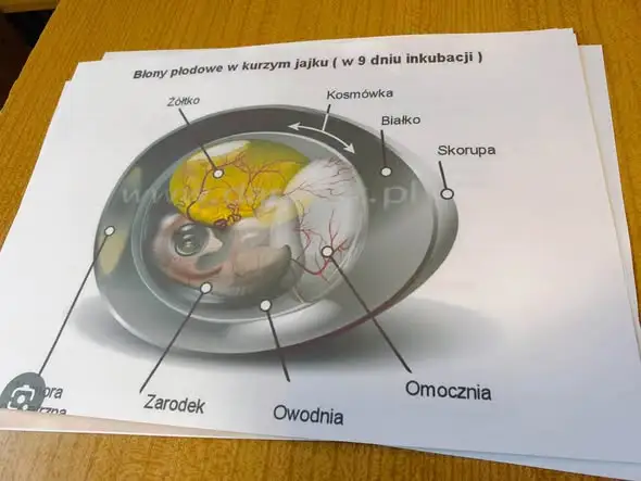 Tajemnice jajka: nauka przez zabawę w Dobrej Mieście